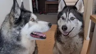 Husky gets to stay for Dinner at his best friends house