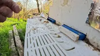 12/12/25 It's 71 degrees Rambling HiveGates after adding feed #hivegate #beekeeper #beehive #apimaye
