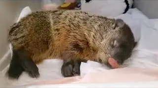 Snacks Released Back to Chunk Land!