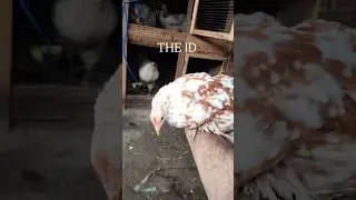 fancy chickens 🐓and chicks 🐤 #shorts #trending #backyard #backyardchickens #love #birds