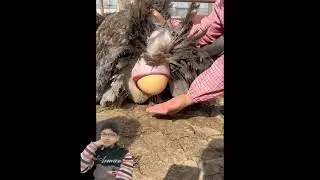 Ostrich laying an egg🥚#reaction #ytshort  #viral #ostrich #ostrichegg #shorts