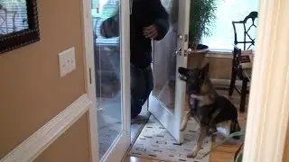 World Class K-9 Testimonial 