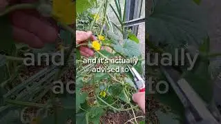 how to prune melon plants