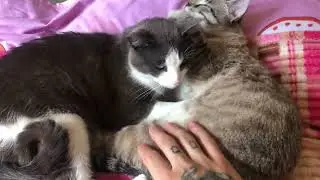 Lazy mode: permanent 😼