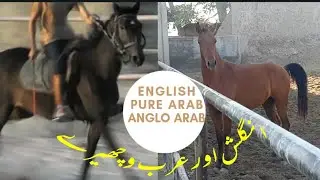 English , Arab & Anglo Arab Available | پیور عرب وچھیرہ اور اینگلو عرب وچھیرے | Malik Horse Farm