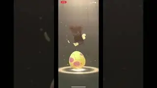 5Km (x2) and 2Km egg hatches #shorts #pokemongo #pokemon #anime #nintendo #egg #trainer #new #eggs