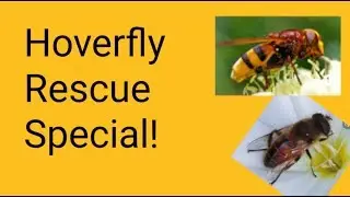 Hoverfly Rescue Special!