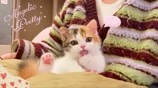 Viral cat #cat #shorts #ytshorts#facts #instagram #youtube #catlovers  #petlover #superpower #fyp