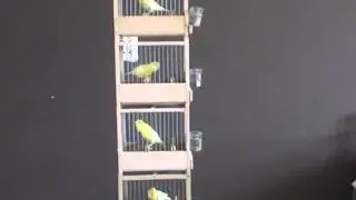harzers zangkanarie