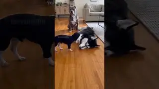 Hidden camera catches the exact moment this Husky regrets falling #funnydogs#prank#husky#scary#pets