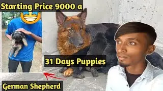 31 Days Puppies German Shepherd Puppies🐕 Sale | Starting price 9000😲 | Mr Alan Vlogs