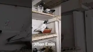 pakistanische hochflieger Nordwalde