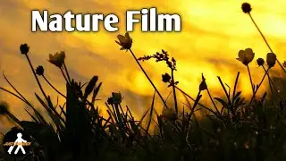 A Nature Film - By Just Wander | Cinematic Video | Nature Cinematic Video | Just Wander