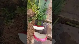 How to get turnip seeds #shorts #youtubeshorts #gardening
