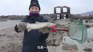 昨天在水坑里放入饵料，今天来放水找货抓大鱼，这是遇到鱼群了啊