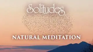 Dan Gibson’s Solitudes - Meditation on Birds | Natural Meditation: Music for your Health