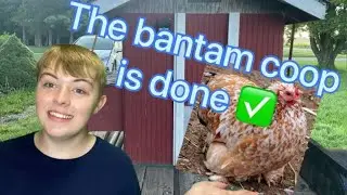I Finally Finished My Bantam Chicken Coop (Tour) 🐔