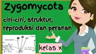 Materi Biologi Zygomycota Kelas 10 | Bab Kingdom Fungi