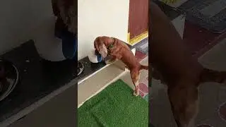 #americancockerspaniel #maxboy #cockerspaniel #dogvideos #funnydogvideos