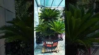 🌿 Living Fossil: The Ancient Sago Palm Still Thrives!