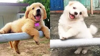 CUTE Puppies Always Make You Smile &hearts; Cute Dogs