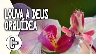 LOUVA-A-DEUS-ORQUÍDEA || Ciências Biológicas 01