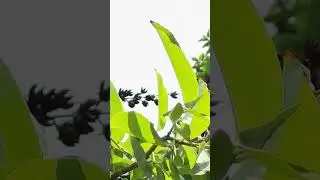 Lagerstroemia speciosa ताम्हण/ जारूल pink flowers, fruits(capsules)and dry fruits💖a native  tree