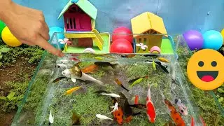 Unboxing cute ornamental fish, koi fish, molly fish, guppy fish, goldfish, glowfish, redfin shark