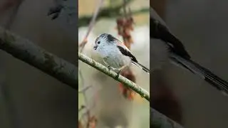 Bird Sounds - The Long-tailed tit's High-pitched Call - headphones recommended #shorts