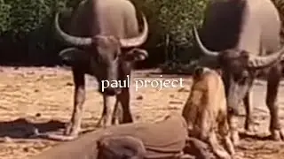 WOW ....how exciting it is for the komodo dragomn try to attack even eat the buffalo calf