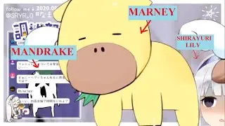Who is Marney and Mandrake? - Shirayuri Lily (ViViD VTuber)[ENG SUB]