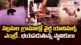 నల్లమల గ్రామాల్లో వైల్డ్ యానిమల్స్ ఎంట్రీ.. భయపడుతున్న స్థానికులు - TV9