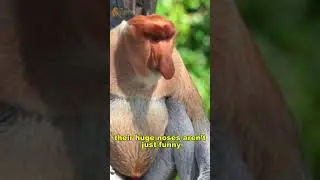 The Strange Monkey With a Huge Nose | Proboscis Monkey Facts 🐒🌍