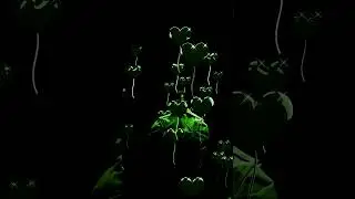 concept 3D visualizer for @blxckie_somnyama for 4Luv2[modeled, textured and animated by me]