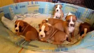 American Staffordshire Terrier Puppies 24 days old