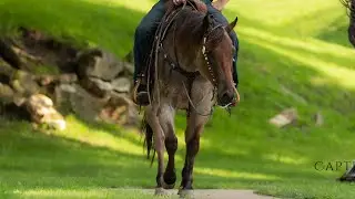 Cotton 2020 Model AQHA Gelding