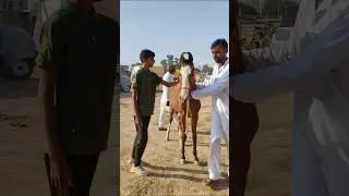 Marwari filly ganganagar horse mela 2024 #shorts #horse #marwadi #pushkarhorsefair