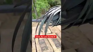 Check My Laka Rooster | Amazing Beauty 😍#shorts #rooster #viralvideo #youtubeshorts