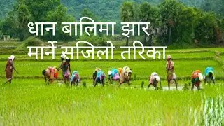 धान बालिमा झार मार्ने सजिलो तरिका nepali farmer youtube channel