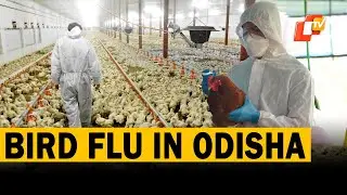 Odisha Confirms Bird Flu Outbreak In Khordha, Mass Culling Begins, Chicken Sales Nosedive
