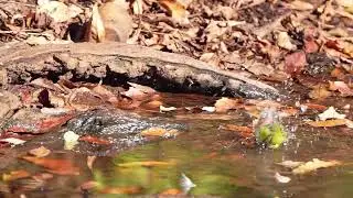 野鳥たちの水場251222