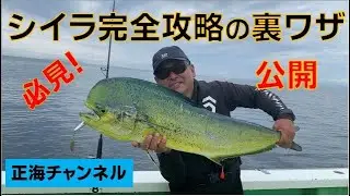シイラ完全攻略の裏ワザ公開
