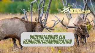 From Rookie to Elite: Accelerate Your Elk Calling & Hunting Prowess