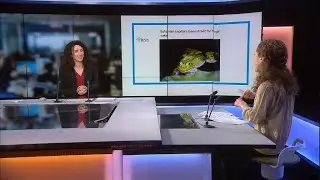 'For frogs' sake!' Estonian capital shuts down street for breeding amphibians