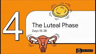 Hormonal Control of the Menstrual Cycle | Grade 12 Life Sciences CAPS