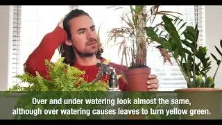 Houseplants: Over Vs Under Watering
