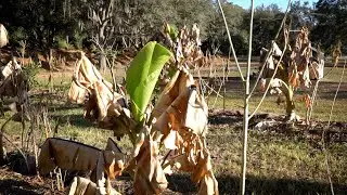 COLD DAMAGE in Syntropic System, But the Food Forest is GREEN! It's all about MICRO-CLIMATES!