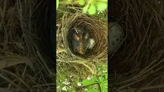 A baby cardinal in a nest outside of our window