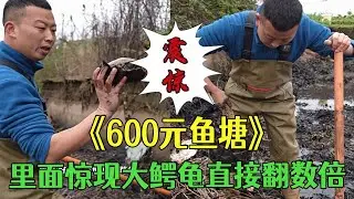 花600包壹個魚塘，本來沒抱希望，沒想到裏面驚現大鳄龜直接翻數倍#小飛哥#三農 #新農人計劃2026 #鄉村守護人#包塘
