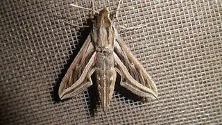 Hippotion celerio, Vine hawkmoth (HD)